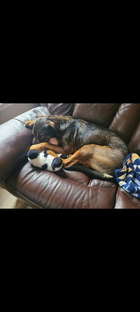 Laney the Shepherd laying on the couch with her stuffed cow