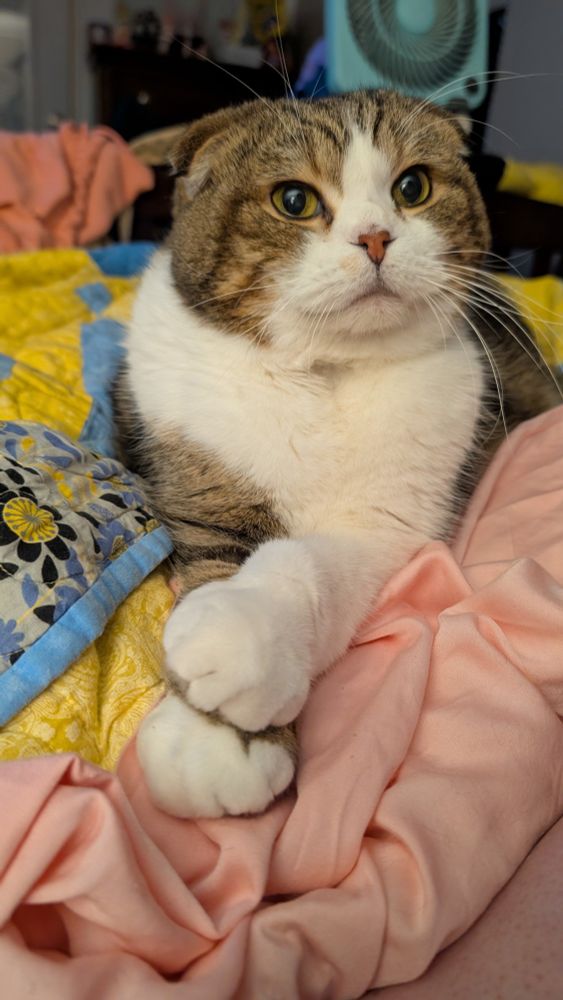 a cat with brown and orange tabby makings and quite a bit of white fur lays on a pink sheet and blue and yellow quilt. he has cute little folded ears, and his large fluffy white paw are stretched in front of him with one on top of the other 