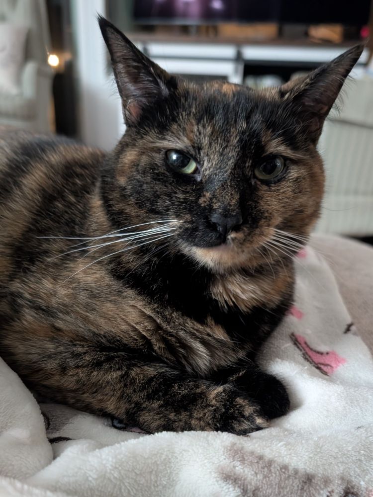 a tortishell cat laying on a fluffy blanket. she's looking directly at the camera, and there appears to be a mischievous grin on her face.