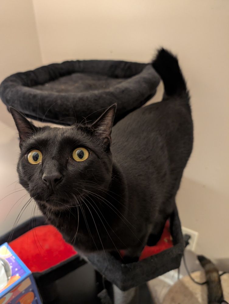 that same came all grown up into a beautiful silky black cat stares at the camera while standing on a cat tree, very eager to have his treats