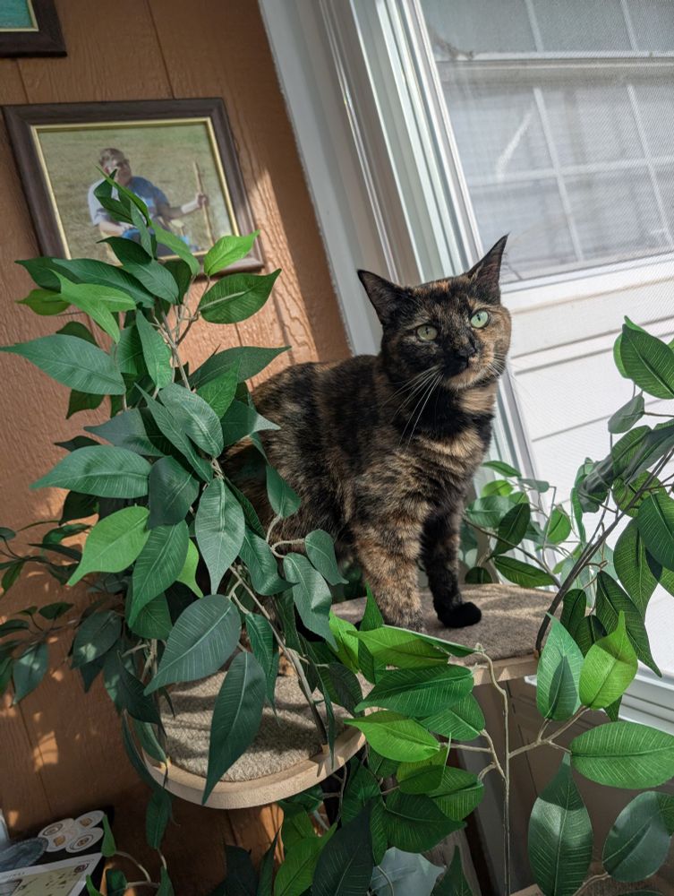 my tortoiseshell cat, named cookie, standing in her cat tree surrounded by vibrant green fake leaves.