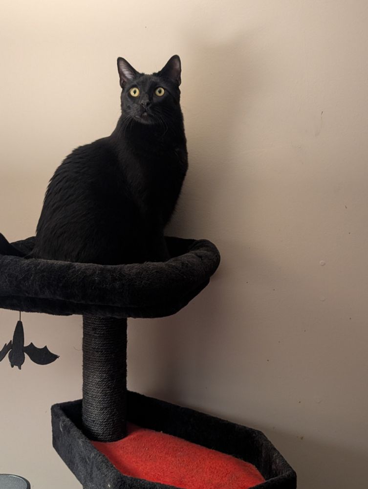 a black cat, standing on a black and red cat tower with coffin shaped ledges, and staring intently into the distance