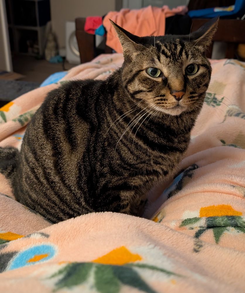 my grey and black tabby cat, taco, sits on a soft pink blanket while looking towards the camera