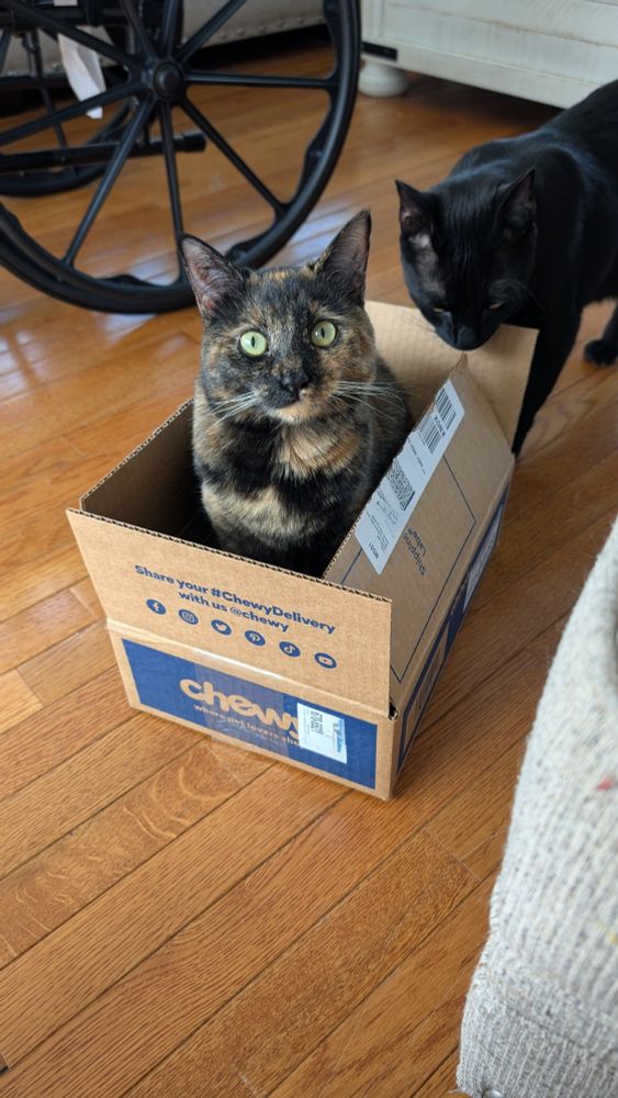 a tortishell cat stares directly at the camera while sitting neatly in a small box from chewy. this cat is Cookie. another cat is in the background sniffing the box. he is a black cat. his name is Pepper.
