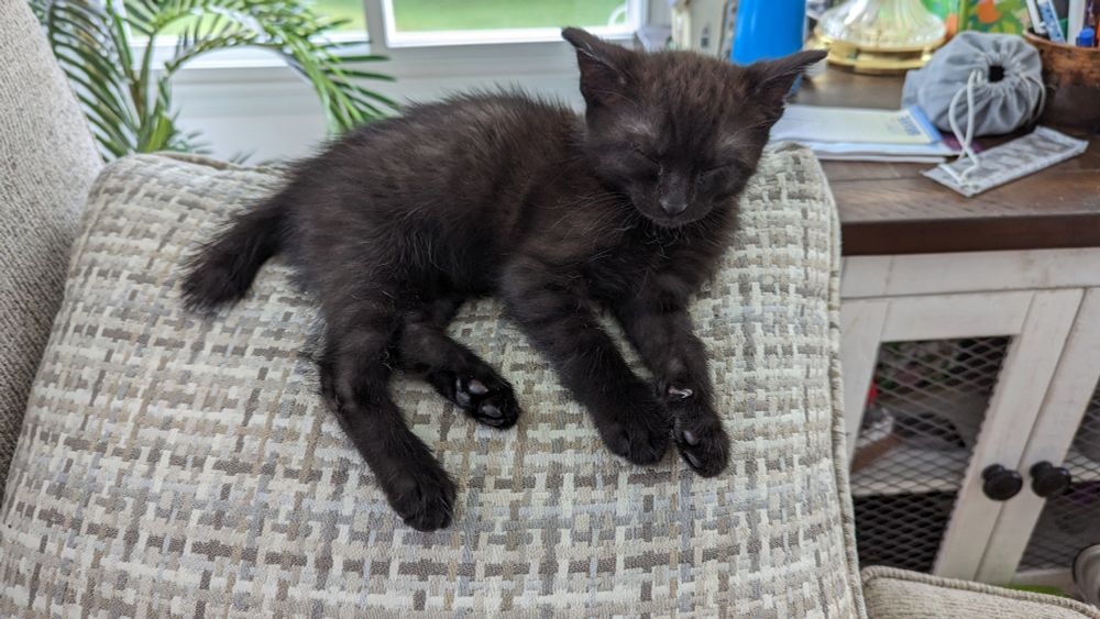 a few weeks old scruffy black kitten sleeps on a grey and white throw pillow 