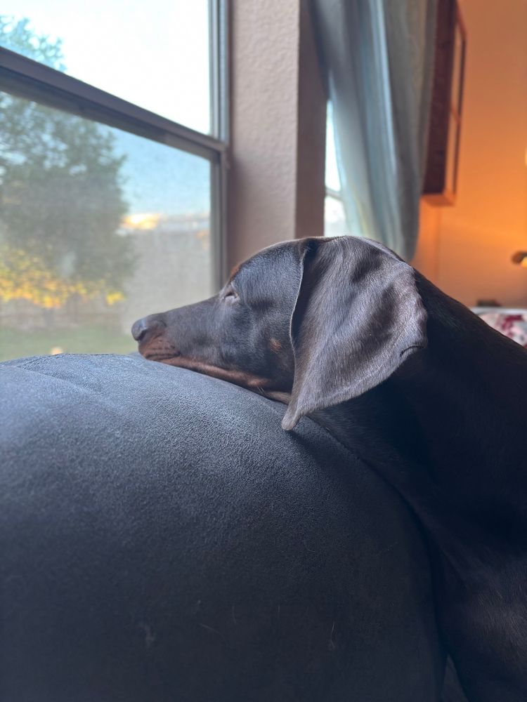A brown Doberman puppy in profile with his head in the back of a gray couch looking out a window directly behind the couch