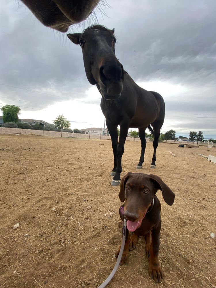 13 week red/brown and rust Doberman puppy sitting in front of a dark bay thoroughbred horse looking at the camera. In the top of the picture another horse muzzle can be seen in frame