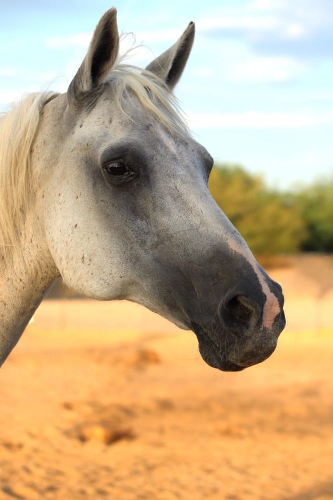 Three quarter profile Portrait of a Flea bitten Gray horse with a dark gray muzzle and snip that runs slightly up his nose then fades into the light gray