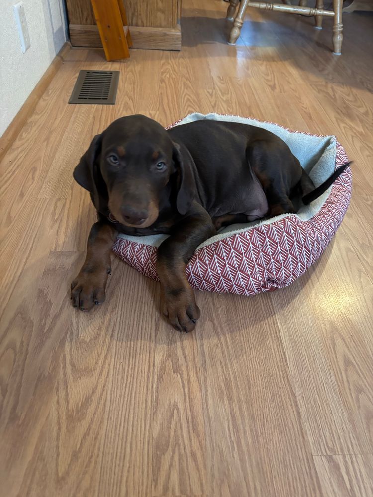 Red Doberman puppy laying in a small size dog bed meant for a chihuahua with paws hanging over the side of the bed