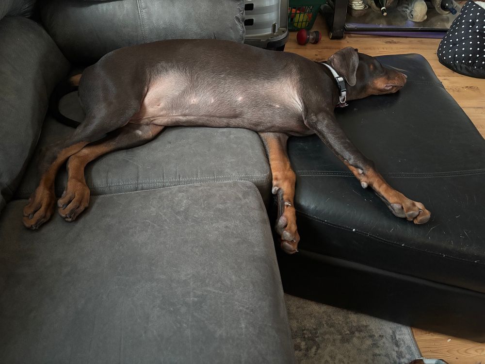 A brown, 50 pound Doberman puppy sleeping halfway on a gray couch and halfway on a black ottoman pushed up against the couch