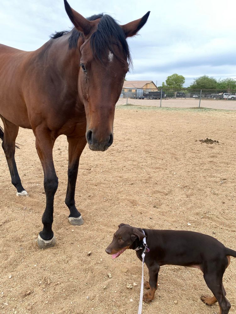 Bay thoroughbred horse standing in a sand arena with a red/brown and rust Doberman puppy standing in front of it on a purple leash