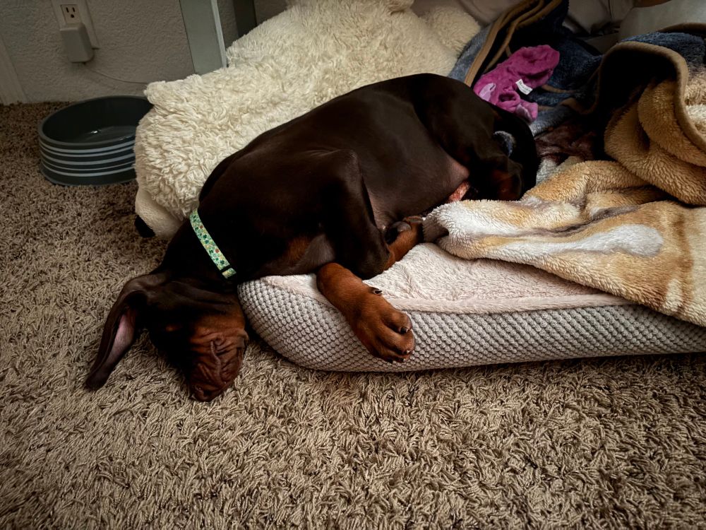 Red Doberman puppy laying in a large dog bed surrounded by blankets and a stuffed animal polar bear with his head falling off the side. His ear is flopped over and his face is very wrinkly