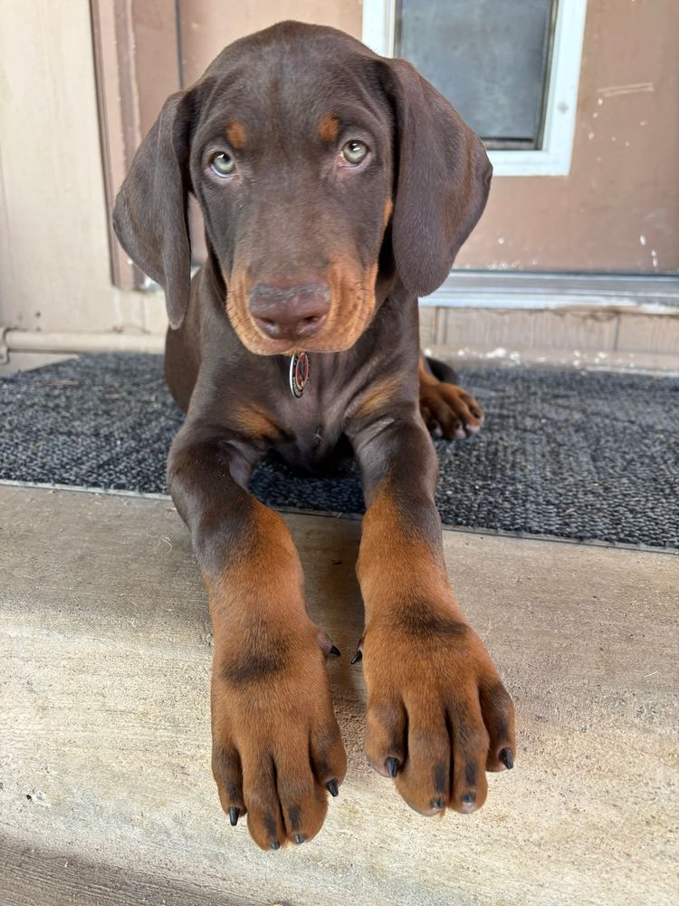 9 week old red Doberman puppy laying down in a step looking at the camera with paws outstretched 