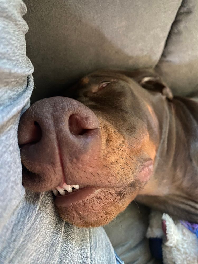 5 month old brown Doberman puppy sleeping with his nose against someone’s side and his bottom teeth peeking out