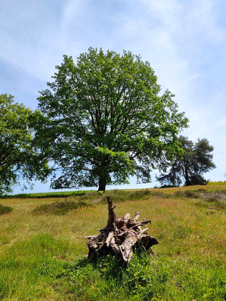 Eine große grüne Eiche im späten Frühjahr auf einem Heideboden mit einer alten vertrockneten Wurzel im Vordergrund.