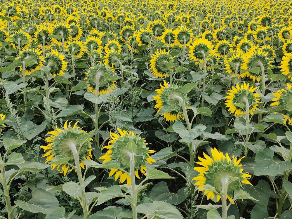 Ein Feld mit blühenden Sonnenblumen. Alle Blüten sins von Hintern zu sehen.