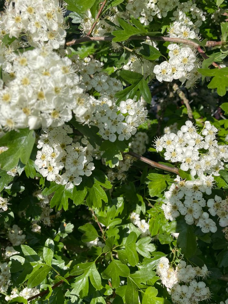 Hawthorn blossoms 