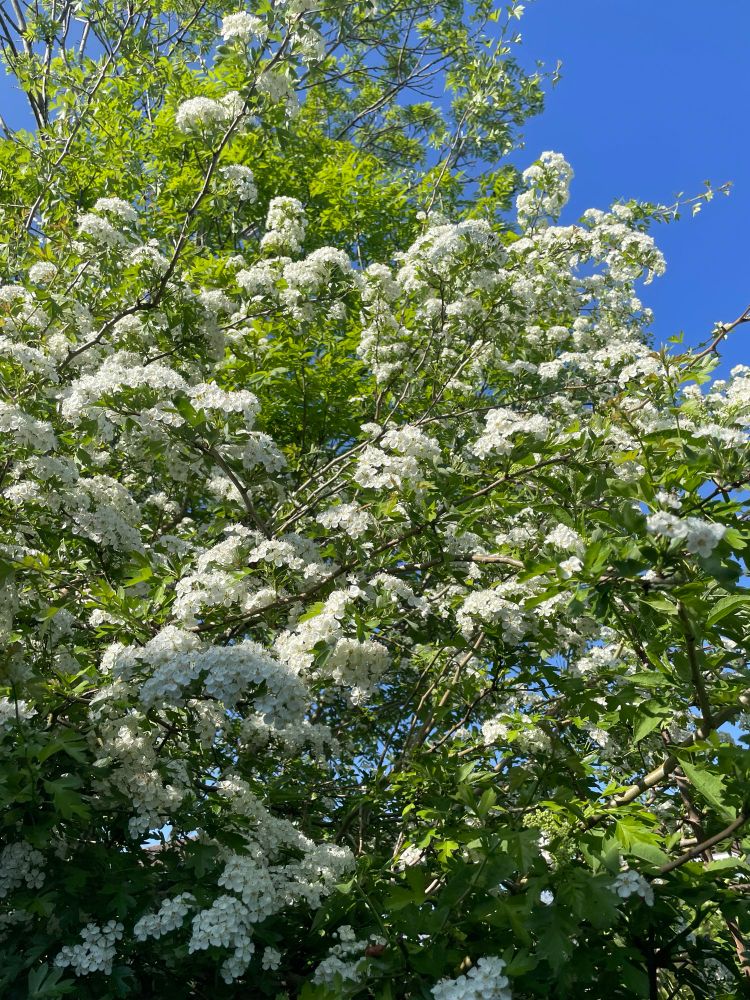 Hawthorn blossoms 