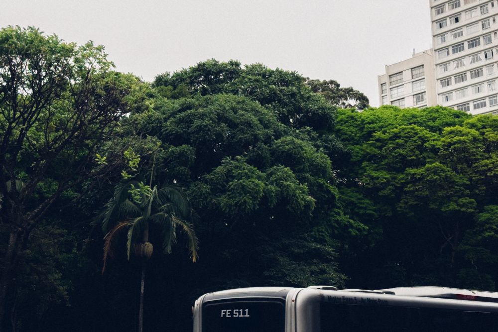 A city bus in São Paulo is dwarfed by greenery. An apartment building can be seen in the background. 