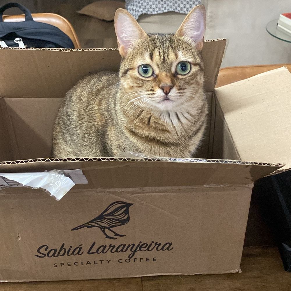Nossa gatinha Frida numa caixa de papelão.