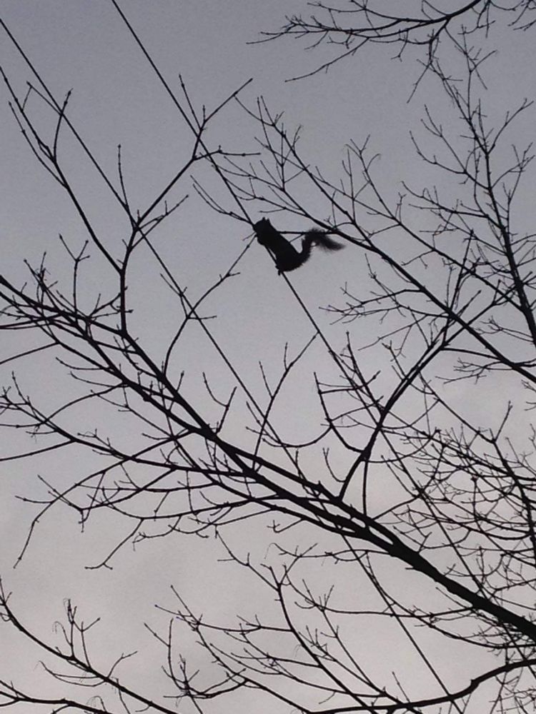Nature pic of squirrel on powerlines and tree