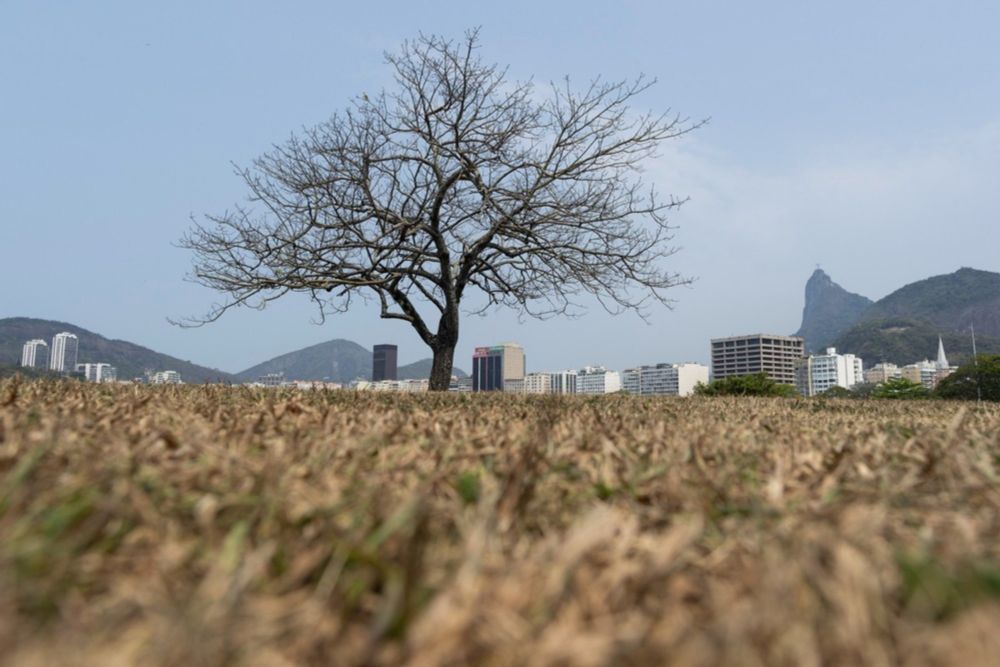 Ecologista afirma que plantar árvores para combater desmatamento pode ser pior; entenda