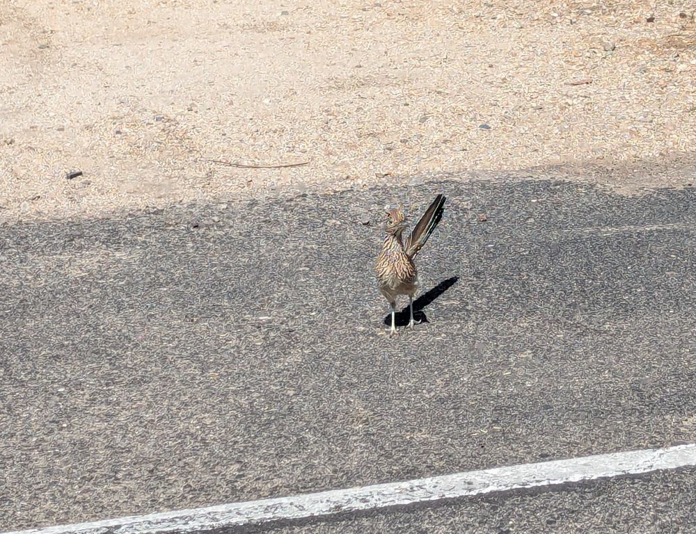 A roadrunner 
