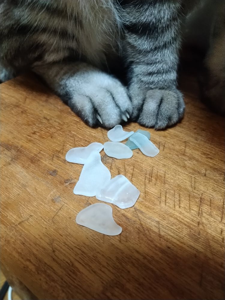 テーブルの上のシーグラスと猫の右後足と右前足