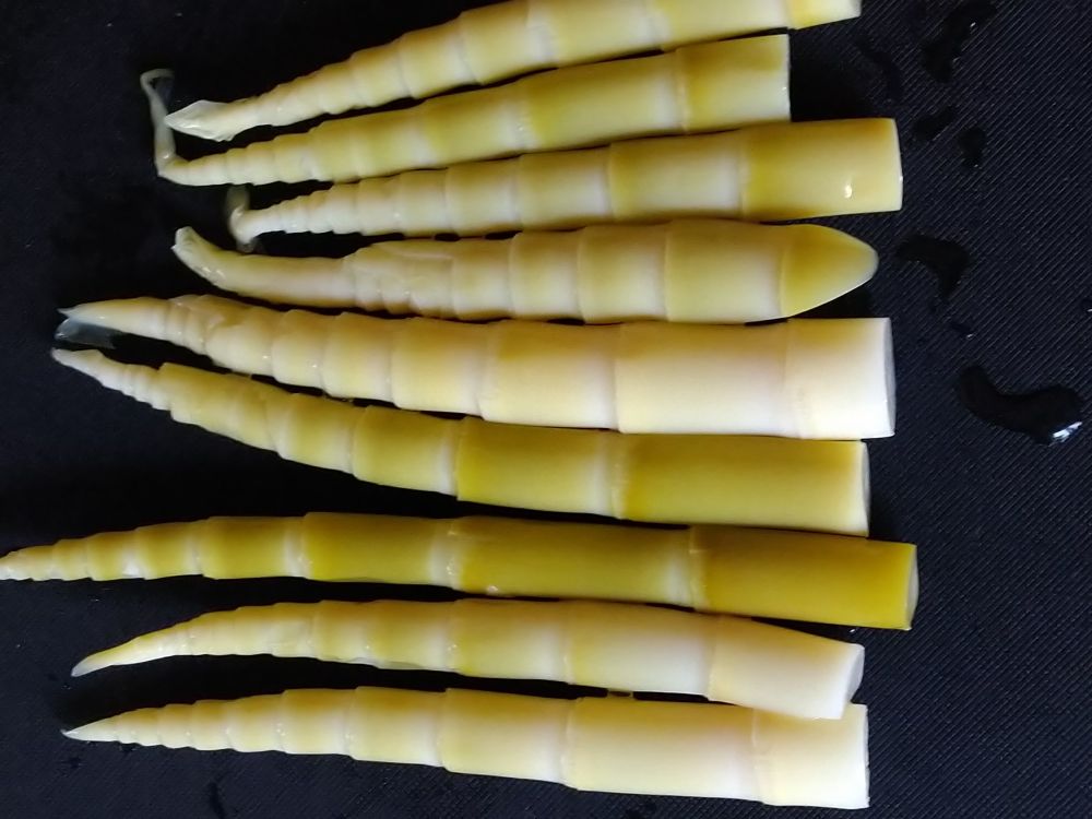 北海道のたけのこ。ひめたけ。