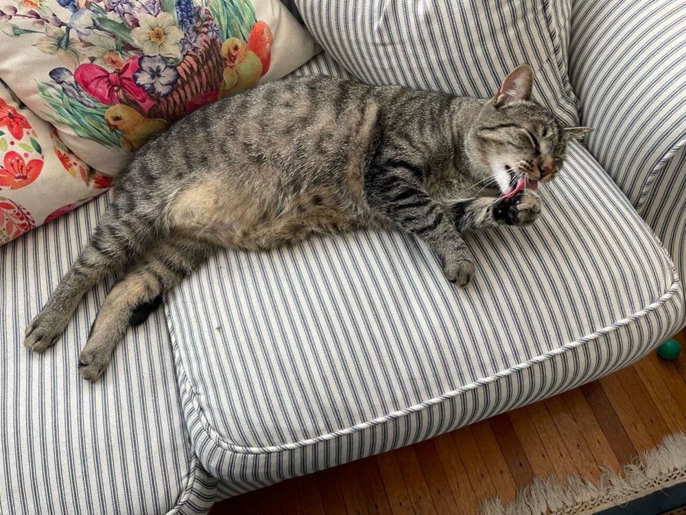 Tabby cat stretched out on sofa licking paw