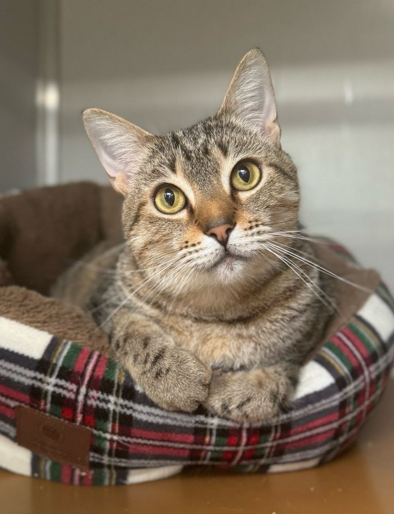 Adorable tabby cat sitting in a plaid kitty bed with his little paws right on the edge and his little head cocked to the side a bit and his big eyes looking inquisitively, trustingly at you.