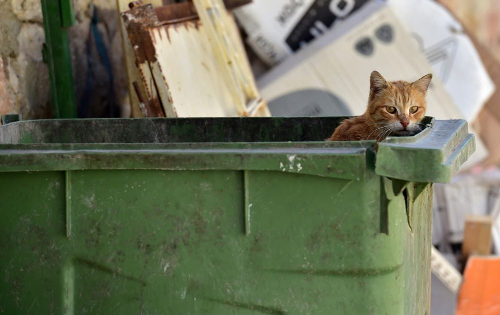Street cat looking out of big bin