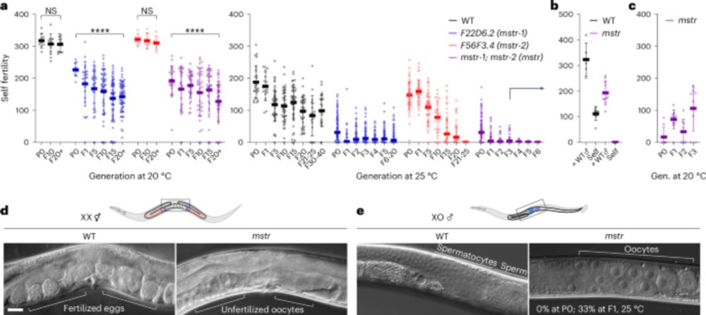 Noncanonical inheritance of phenotypic information by protein amyloids - Nature Cell Biology