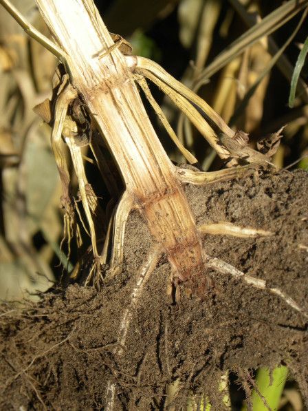 Split corn stalk base showing rot inside. Image by Tamra Jackson-Ziems. 