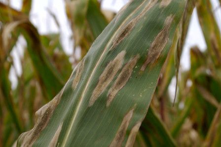 Dead spots on a corn leaf. This was caused by a fungal disease known as northern corn leaf blight. 