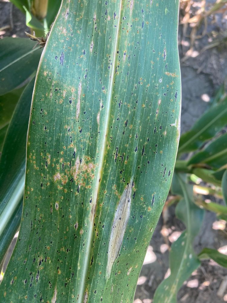 Three different corn diseases on a corn leaf. 