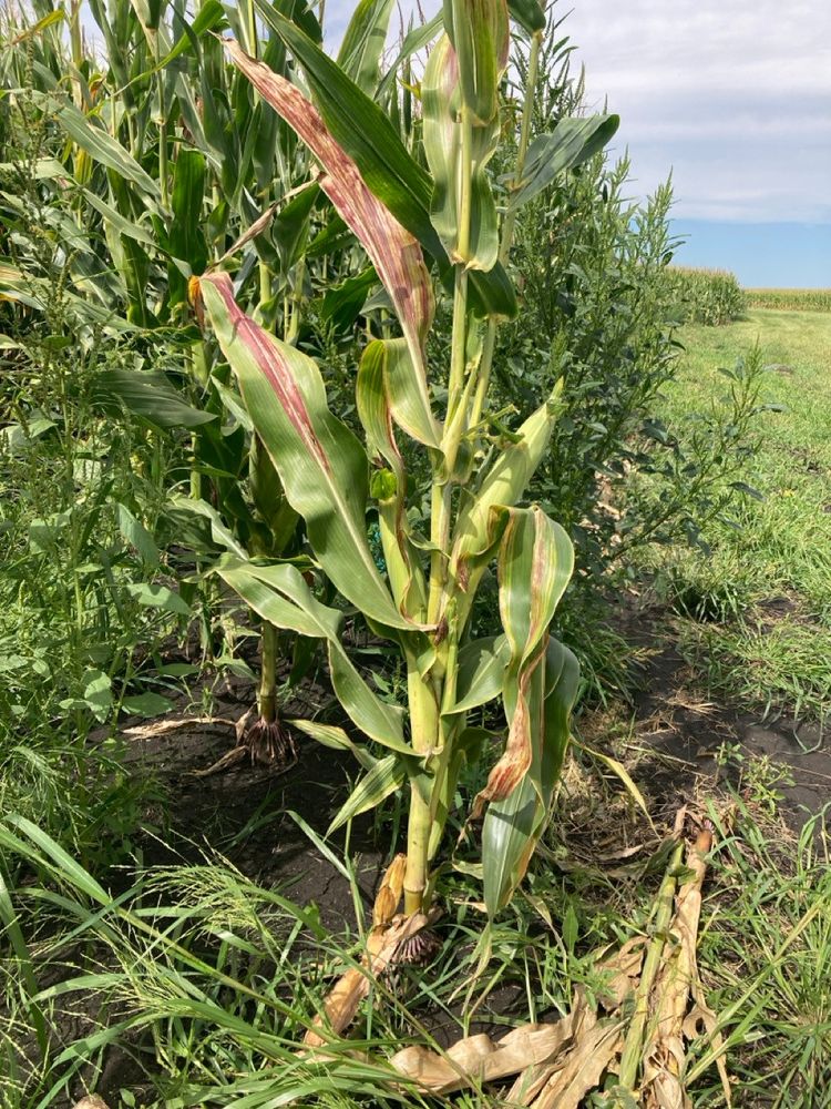 Corn showing stunting and reddish leaves. 