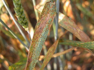 Wheat leaf with rust spores and dead tissue.