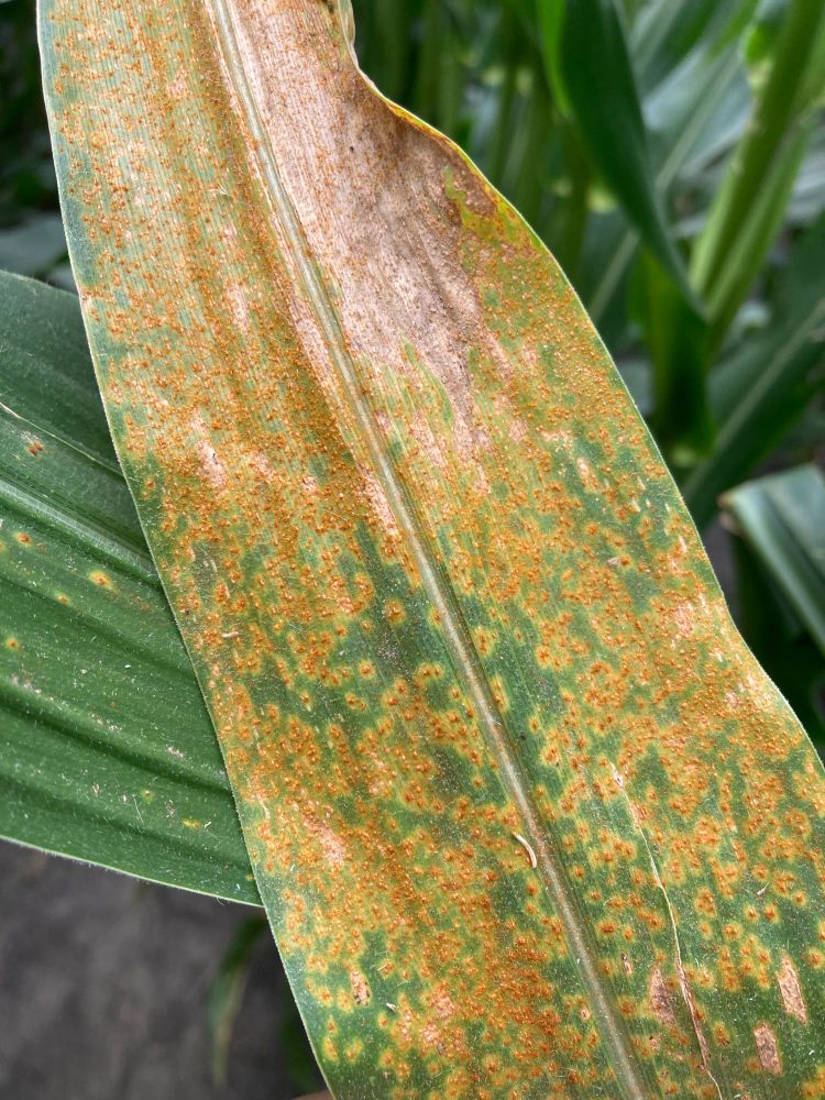 Severe southern rust on a corn leaf. 