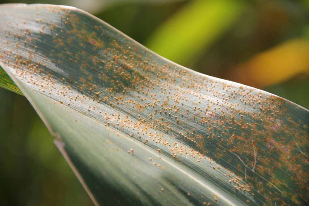 Southern rust on a corn leaf. 