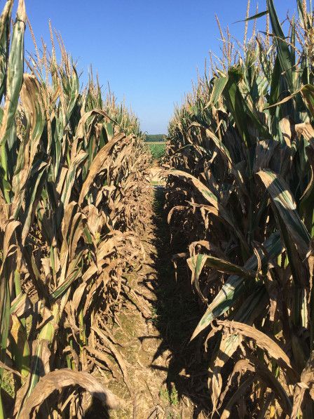 Dead corn leaves on corn plants in rows. This was caused by a fungal disease known as northern corn leaf blight. 