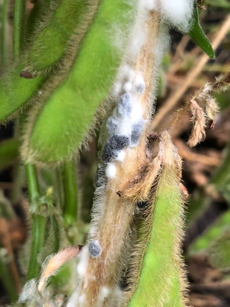 White mold and black fungal structures growing on diseased soybean stem. 