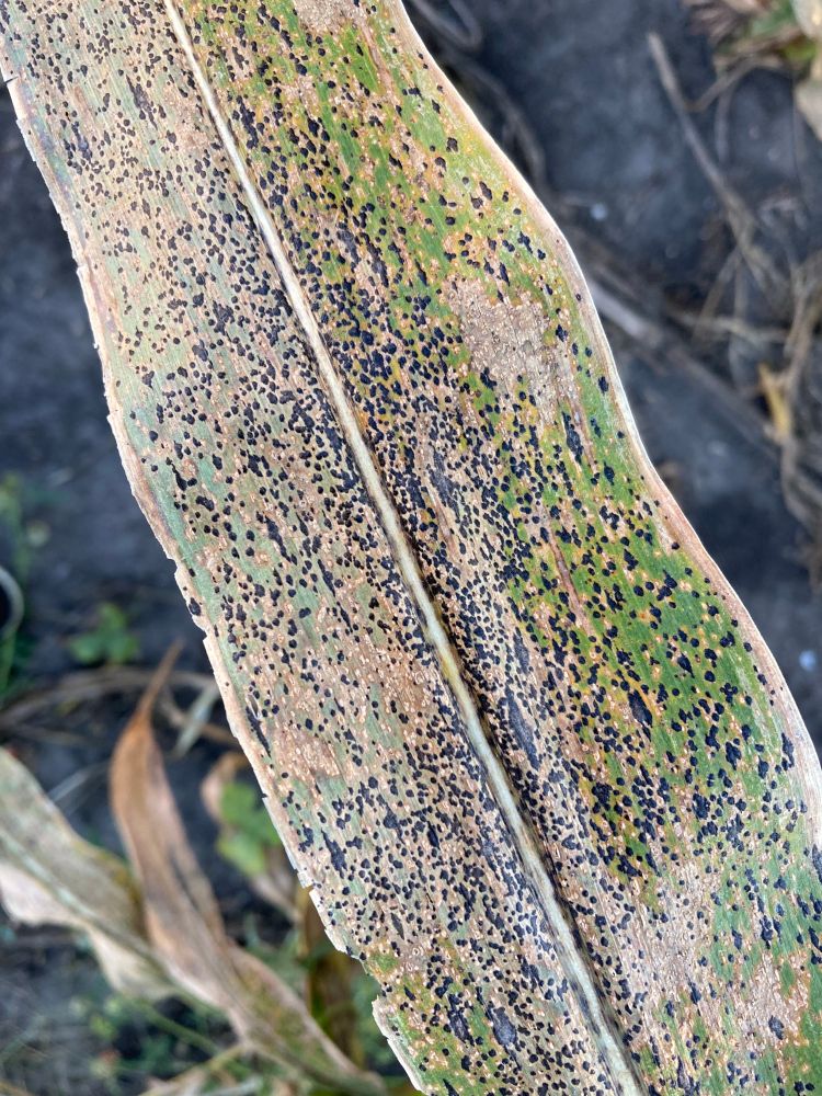 Tar spot on a corn leaf. 