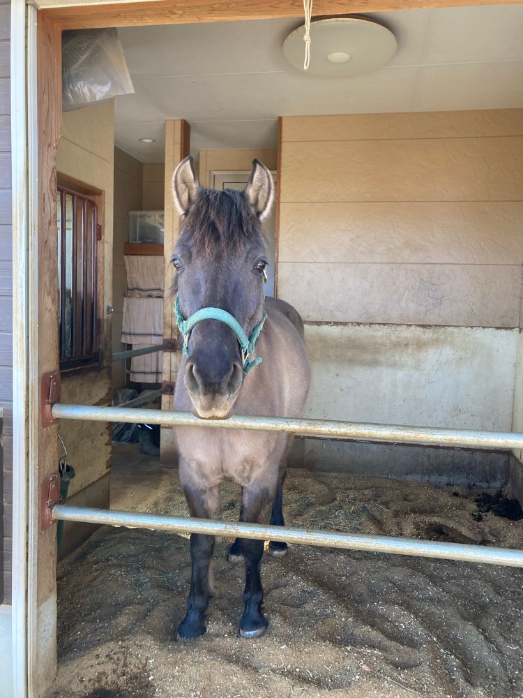 薄墨色の馬が正面を向いて立っている。ハフリンガーの父とクリオージョの母の間に生まれた、中半血の馬。