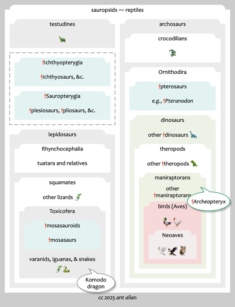 A diagram (cc 2025 Ant Allan) showing some nested clades of sauropsids (reptiles), including extinct clades, represented by rectangles. The rectanges have been alternately shaded for clarity, with some highlighted with different colours. There are now no lines around the rectangles.