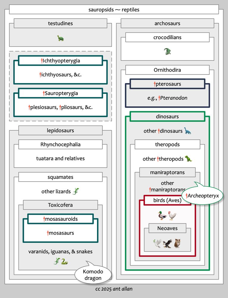 A diagram (cc 2025 Ant Allan) showing some nested clades of sauropsids (reptiles), including extinct clades, represented by rectangles.   The rectangles have been alternately shaded for clarity.