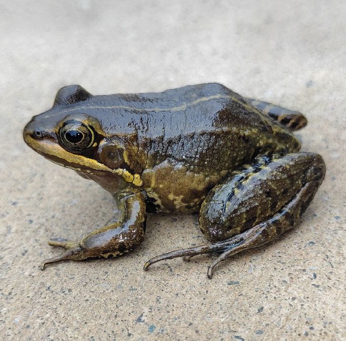 Holotype of Nidirana cangshanensis in life.