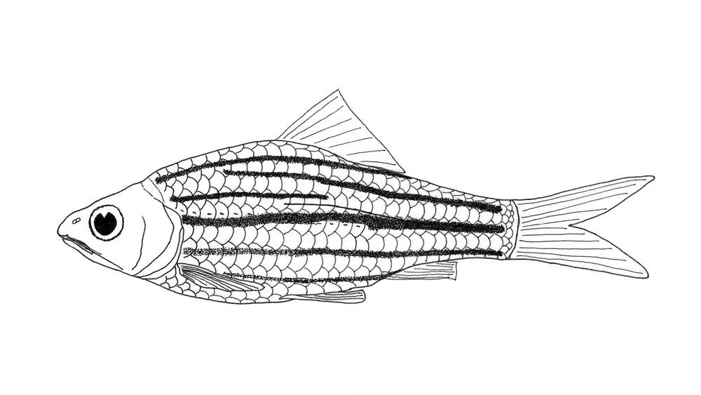 Schematic illustration of lateral pattern and interaxial streak of Desmopuntius mahakamensis, holotype.