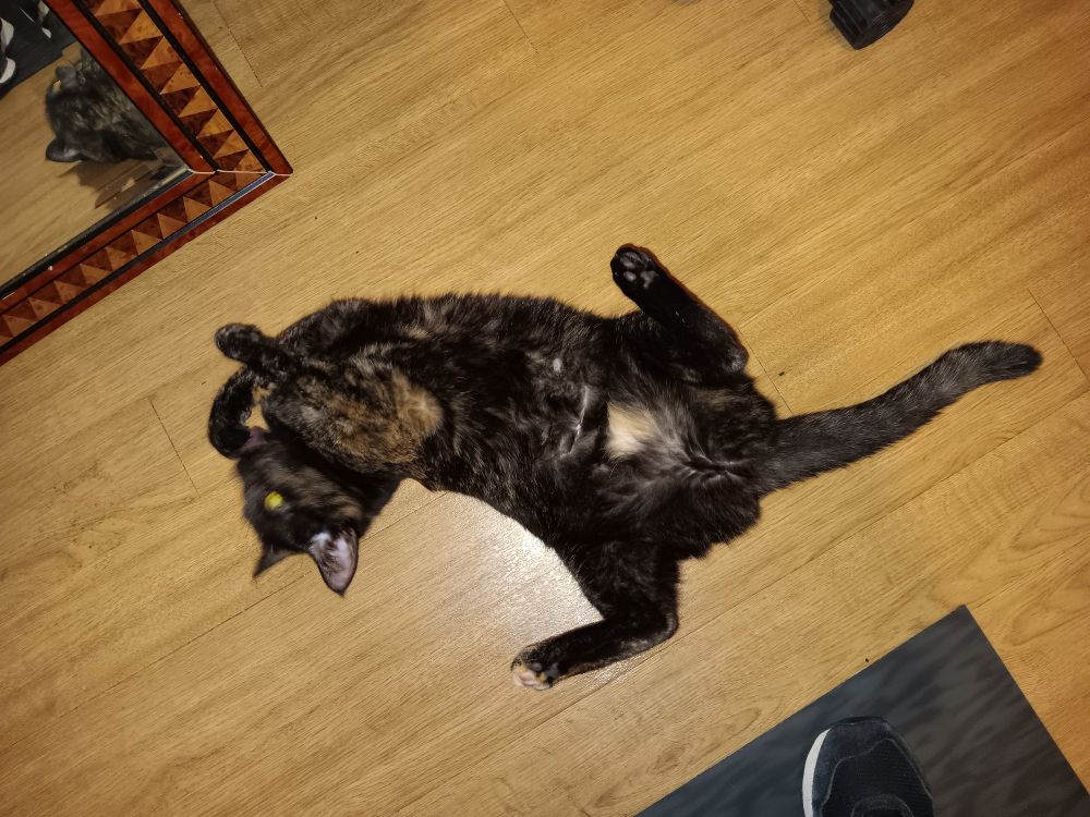 Tortie cat laying on her back with her legs open to the sides and licking her paw.