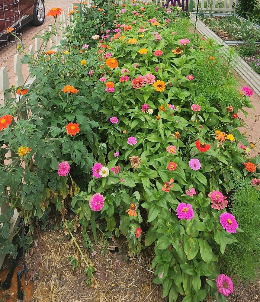 End view of a long garden bed filled with colorful flowers in shades of red, orange, yellow, pink, and white. Every summer, we plant several varieties of common zinnias, two species of cosmos, and Mexican Sunflower for butterflies, native bees, and other pollinators. Though irrigation gave the seeds an early start this year, the plants struggled through day after day of heat and drying winds when it should have been raining every afternoon. 